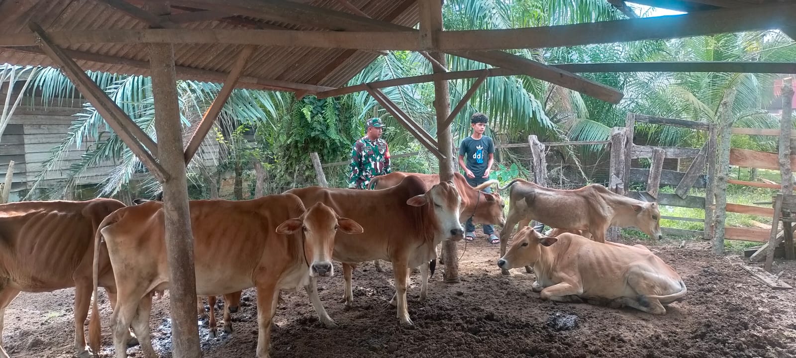 kandang