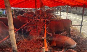 SAPI