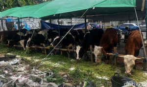 SAPI